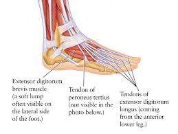 Human Anatomy For The Artist The Dorsal Foot How Do I Love Thee Let Me Count Your Tendons Anatomy Images Forearm Muscle Anatomy Human Anatomy