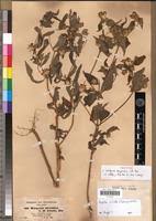 Image result for Aspilia ciliata