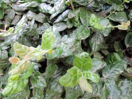 Image result for Mystroxylon