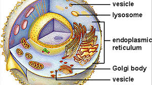 We did not find results for: What Is An Animal Cell Vesicle Video Dailymotion