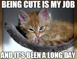 20 Cute Cat Memes That Will Put You In A Good Mood Sayingimages Com