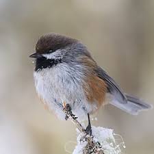 Image result for Poecilostachys