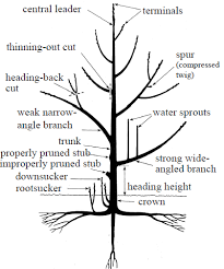 See the picture below (click to enlarge it) for an example. Fruit And Nut Tree Pruning 101