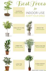At minimum, this requires a plant that is tall (versus low and shrubby) and can reach a height of 6 feet. Best Trees For Indoor Use Going Home To Roost Plants Indoor Plants Best Indoor Plants