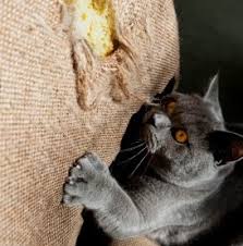 Image result for cat scratching furniture