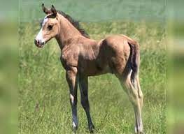 Buckskin mare with palomino foal same twins almost a year old change in skin shade. A7bpoojazlhpzm