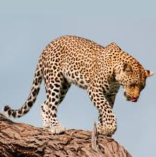The leopard (panthera pardus) is one of the five extant species in the genus panthera, a member of the cat family, felidae. Leopard Doklad O Zhivotnom Okruzhayushij Mir 2 Klass