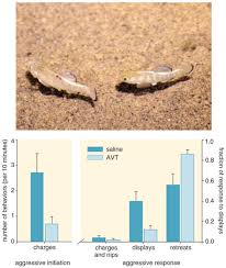 Image result for Dissotis falcipila