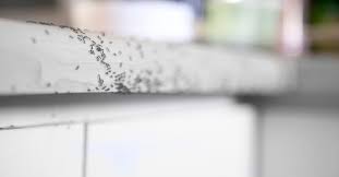 The mosquito eggs present in the water will be forced to come to the surface of the water due to the coffee grounds. How To Get Rid Of Gnats Flies Ticks Mosquitoes And All Other Pesky Insects