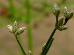 Image result for Fimbristylis quinquangularis