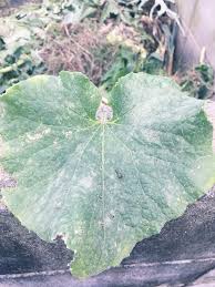観葉植物に白い粉や綿が 原因と対処法は Greensnap グリーンスナップ
