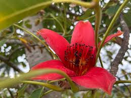 Image result for Bombax