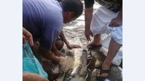 Partager sur twitter partager sur facebook partager sur pinterest. Warga Heboh Lihat Ikan Tapah Kuning Berbobot 60 Kg Terdampar Di Sungai Ogan Lubuk Rumbai Baturaja Tribun Sumsel