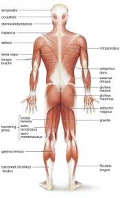 An example of this is the group of muscles called hamstrings because these are. What Is The Back View Of Superficial Muscles My Science School