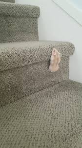 Theodore The Dwarf Hamster Climbing Up The Stairs Video Cute Hamsters Funny Hamsters Cute Animals