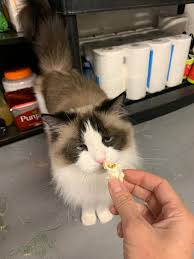 For many cat owners, the sight of their feline friends holding a large kernel in their paws, munching on the puffy white pieces, is irresistibly adorable. Can Cats Eat Popcorn Is Popcorn Safe For Cats To Eat Floppycats