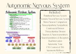 Image result for Autonomic Nervous System