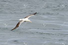 Can be seen in 17 countries. Flying Southern Royal Albatross Stock Photo Picture And Royalty Free Image Image 19423551