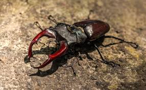 Quelles Differences Entre Une Blatte Et Un Cafard