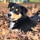 Bernese Mountain Dog Puppies for Sale - Adoptapet
