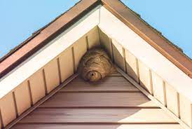 Maybe you would like to learn more about one of these? Que Faire En Cas De Nid De Guepes Dans Les Combles Ou Tuiles