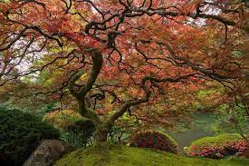 Picture Of The Day Portland S Famous Japanese Maple Japanese Maple Portland Japanese Garden Japanese Maple Tree