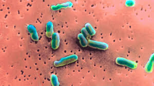 Image result for Shigella