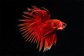 Gambar ikan cupang background hitam. Tips Trik Fotografi Akuarium Untuk Ikan Cupang