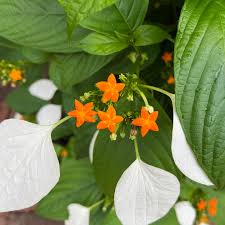 Image result for Mussaenda rivularis