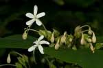Image result for Clerodendrum rotundifolium
