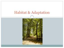 Now it's time to do our own research. Animal Adaptation Session