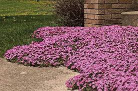 Top 10 Year Round Perennials Year Round Plants Birds Blooms Perennials Front Yard Plants All Year Round Plants