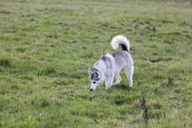 Short hair vs lengthy haired husky hairbus.top. Cute Husky Dog Walks In A Field Editorial Photo Image Of Animal Breed 115096876