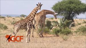 Here's a list of translations. Gimli And Nigel The World S First Known Dwarf Giraffes Are Adorable Kids News Article