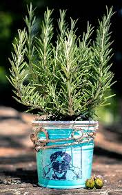 Voici trois façons différentes de bouturer du thym. Romarin Plantation Taille Recolte Et Conseils D Entretien