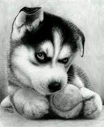 Dibujo A Lapiz De Un Huski Siberiano Dibujos De Animales Realistas Animales Perros En las familias donde a los niños les dejan tener gran poder de decisión para estos temas, utilizan el cine y los dibujos animados para encontrar el nombre más apropiado para su perro/a. dibujo a lapiz de un huski siberiano