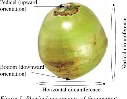 Golongan petani, terutamanya yang mengusahakan tanaman padi, disaran agar menanam pokok kelapa matag sebagai salah satu daripada sumber pendapatan kerana ia mudah diusahakan dan. Pdf Performance Evaluation Of Coconut Dehusking Machine Semantic Scholar