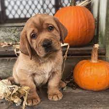 Our dogs live in our home, we are not a kennel. Pin On Lab Puppies