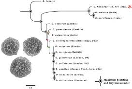 Image result for Ophioglossum gomezianum