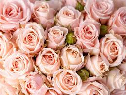 We did not find results for: Light Pink Flowers Wallpapers Wallpaper Cave