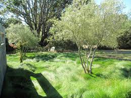 Check spelling or type a new query. 7 Ornamental Grasses For Coastal Gardens