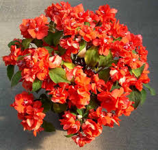 Ha necessità di un ambiente abbastanza caldo con molta luce, ma non di sole diretto. Piante Da Vaso Impatiens Piante Di Vetro Lisetta Impatiens Balfourii Impatiens Balsamina Impatiens Flaccida Impatiens Hawkeri Impatiens Hookeriana Impatiens Niamniamensis Impatiens Petersiana Impatiens Repens Impatiens Walleriana