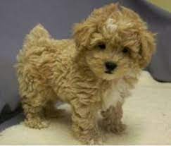 As such, a mix is likely to produce a dog that bears the qualities of companion dogs. Maltese Shih Tzu Toy Poodle Mix Toywalls