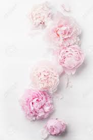 The peony or paeony is a flowering plant in the genus paeonia, the only genus in the family paeoniaceae.peonies are native to asia, europe and western north america. Beautiful Pink Peony Flower Background Stock Photo Picture And Royalty Free Image Image 81888022