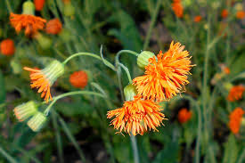 Image result for Emilia coccinea