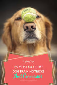 25 Hardest Tricks Commands To Train Dogs From Easiest To Hardest