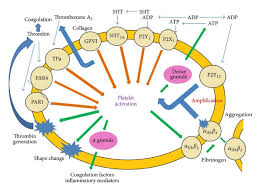 Image result for Platelet Function Closure Time