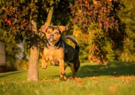 Image result for puggle