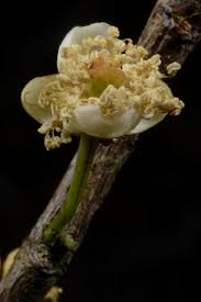 Image result for Aphloia theiformis