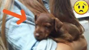Puppy Allergic Reaction To Vaccines Youtube